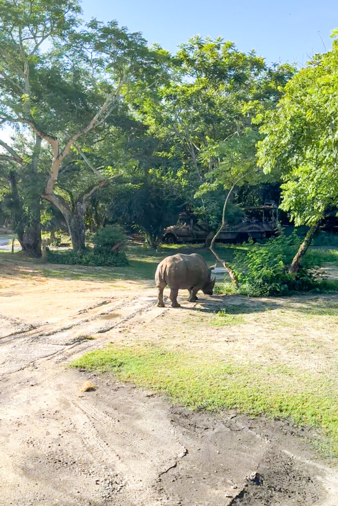 Safari view of animals on Kilimanjaro Safaris ride